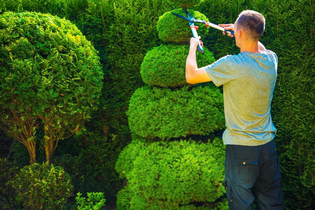 Photo of hedge trimming done in Cheltenham.