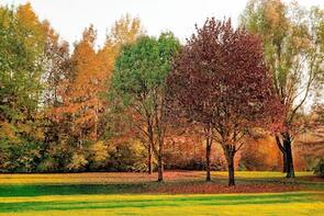Beautiful photo of autumnal trees in a Gloucestershire park.