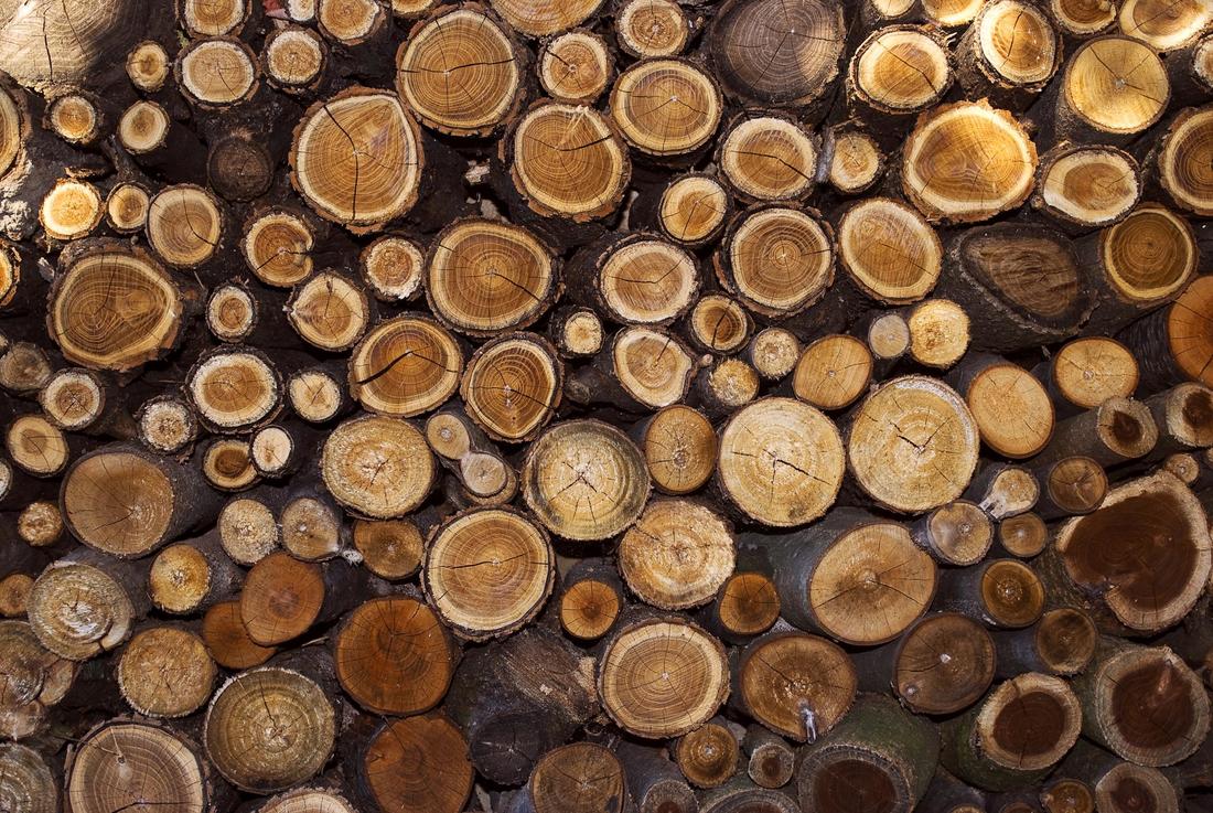 Photo of felled trees awaiting processing in Gloucestershire.